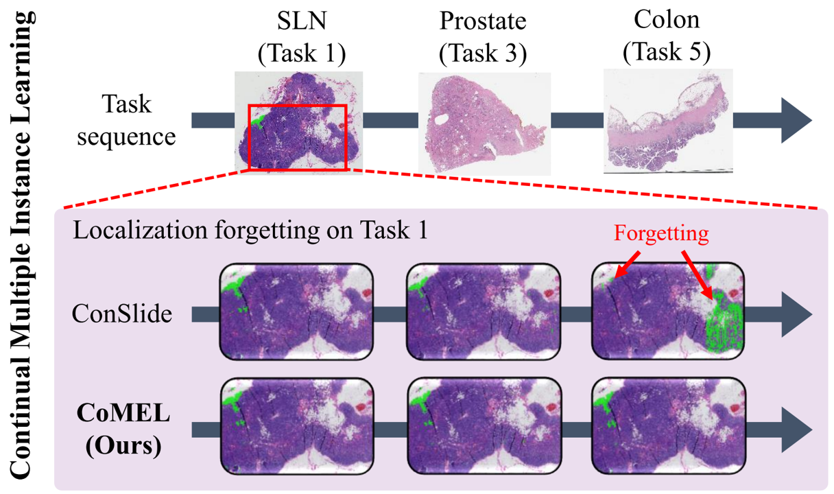 Continual Multiple Instance Learning with Enhanced Localization for Histopathological Whole Slide Image Analysis